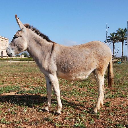Masseria Galatea Agriturismo Alessano Luaran gambar
